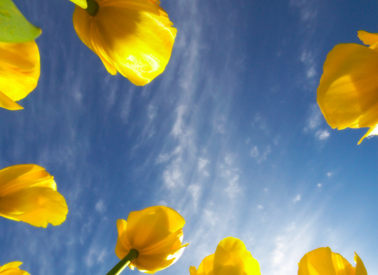 Tulips and sky